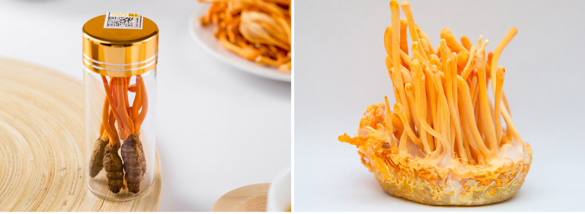 Đông trùng hạ thảo nhộng tằm và dạng sợi